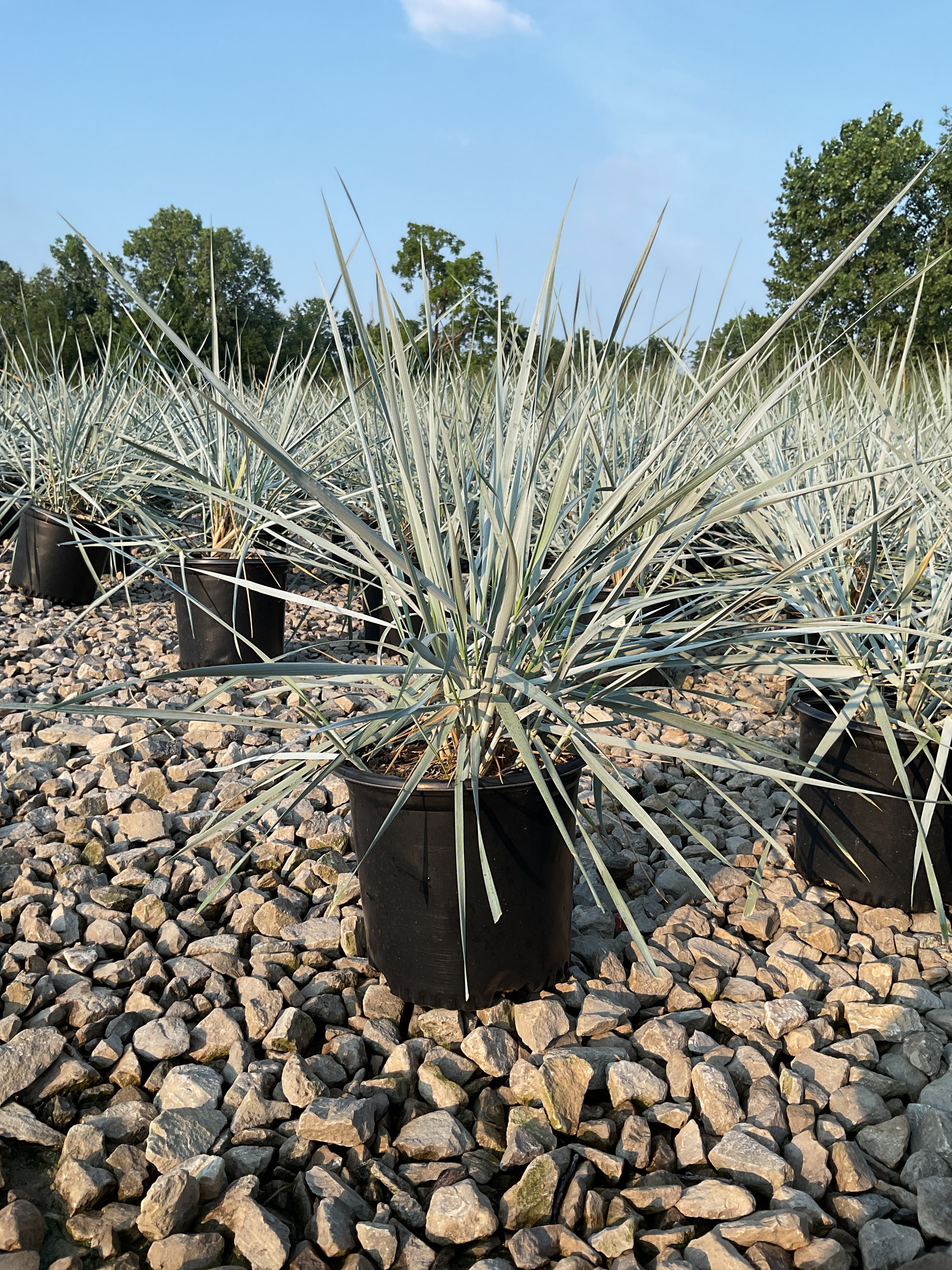 Leymus 'A. Blue Dune'