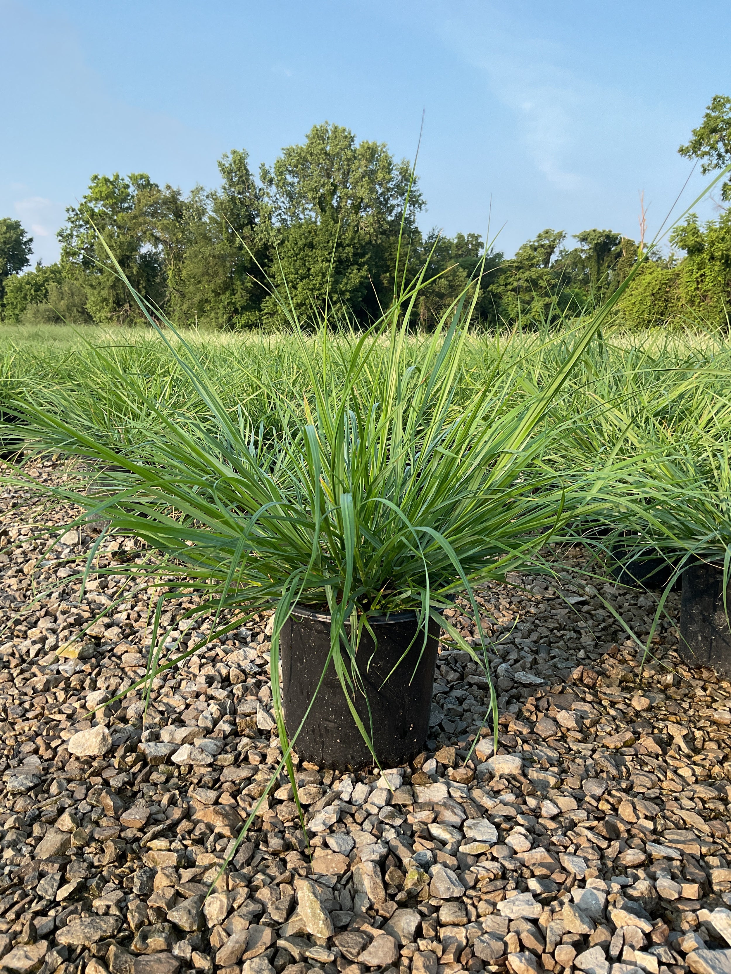 Pennisetum alopecuroides 'Red Head'