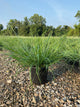 Pennisetum alopecuroides 'Red Head'