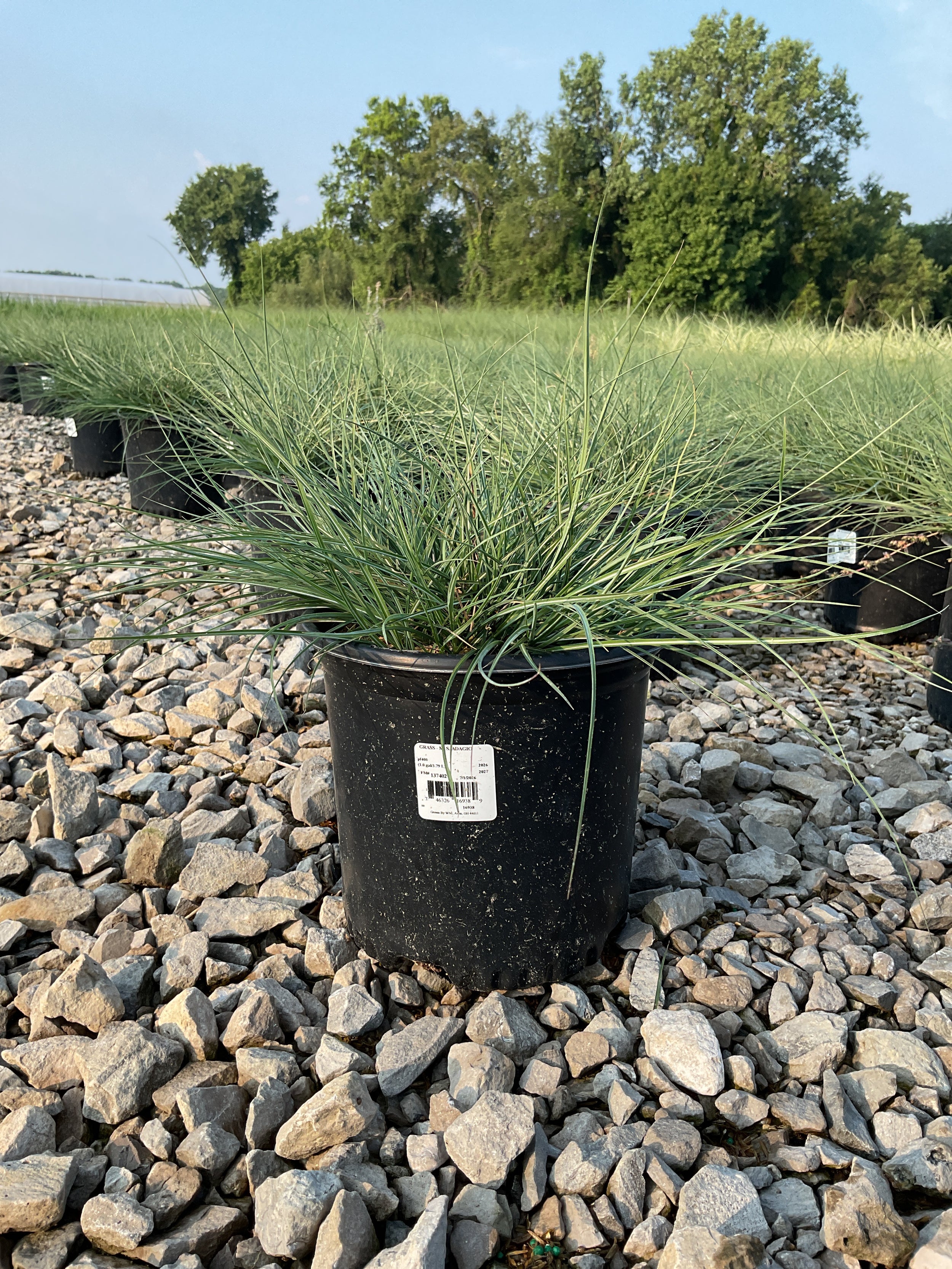 Miscanthus sinensis 'Adagio'