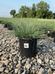 Miscanthus sinensis 'Adagio'