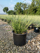 Miscanthus sinensis 'Strictus'