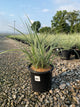 Miscanthus sinensis 'Variegata'