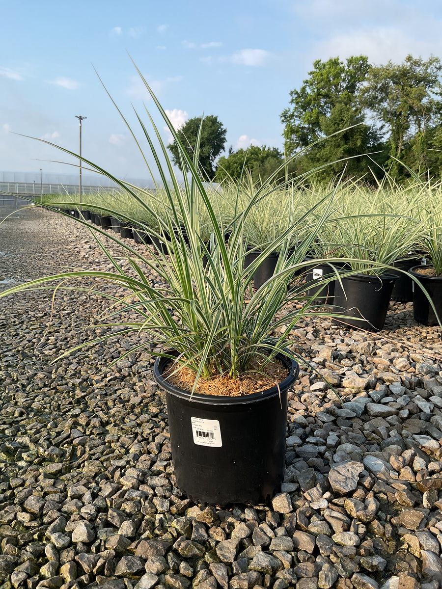 Miscanthus sinensis 'Variegata' â€” 19CM