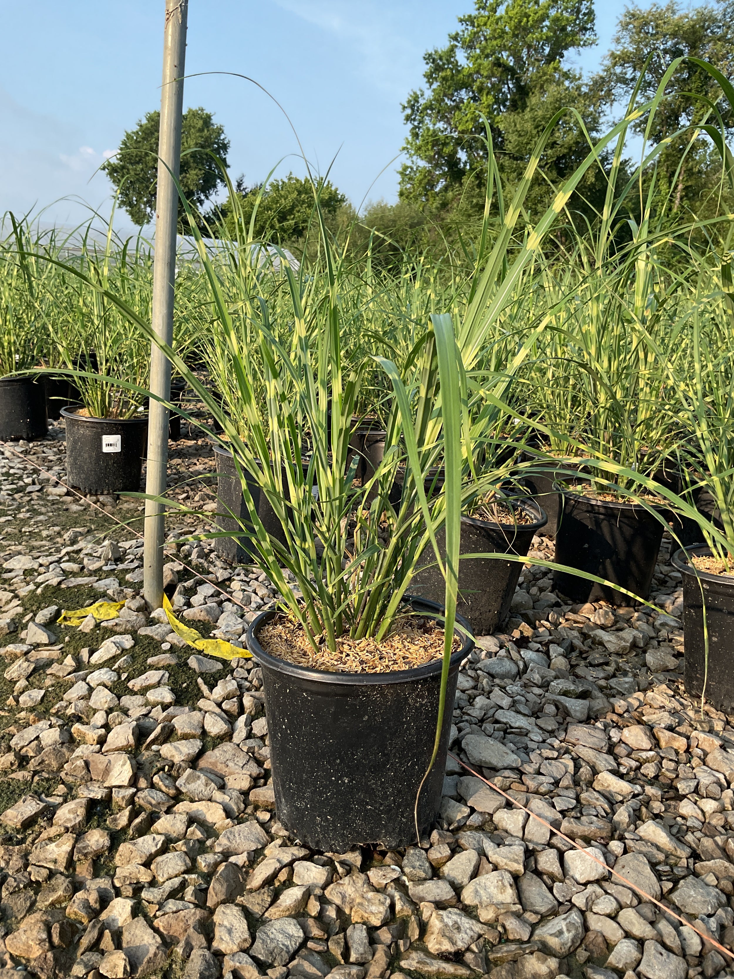 Miscanthus sinensis 'Zebrinus'