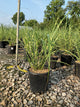 Miscanthus sinensis 'Zebrinus'
