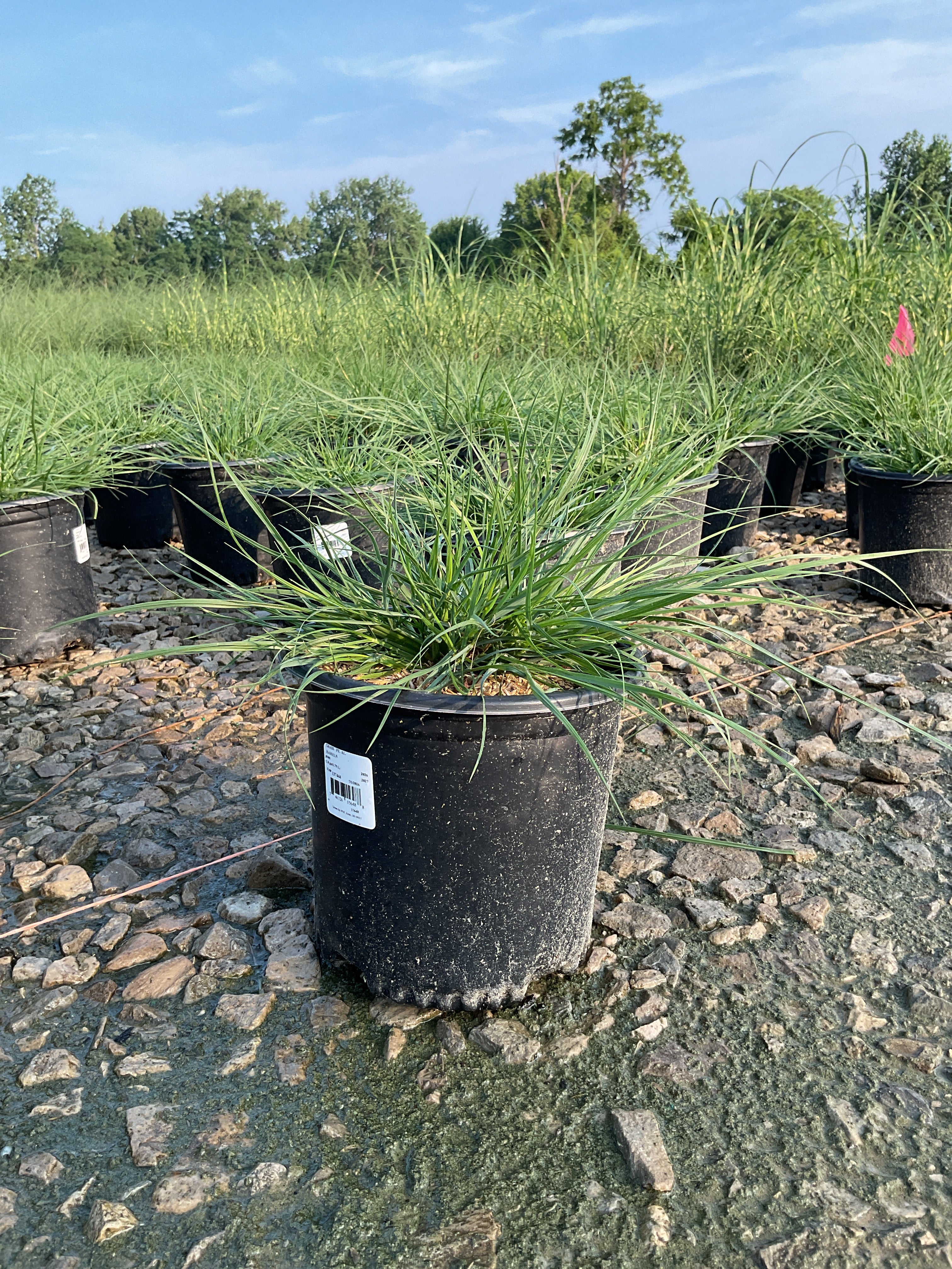 Pennisetum alopecuroides 'Hameln'