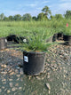 Pennisetum alopecuroides 'Hameln'
