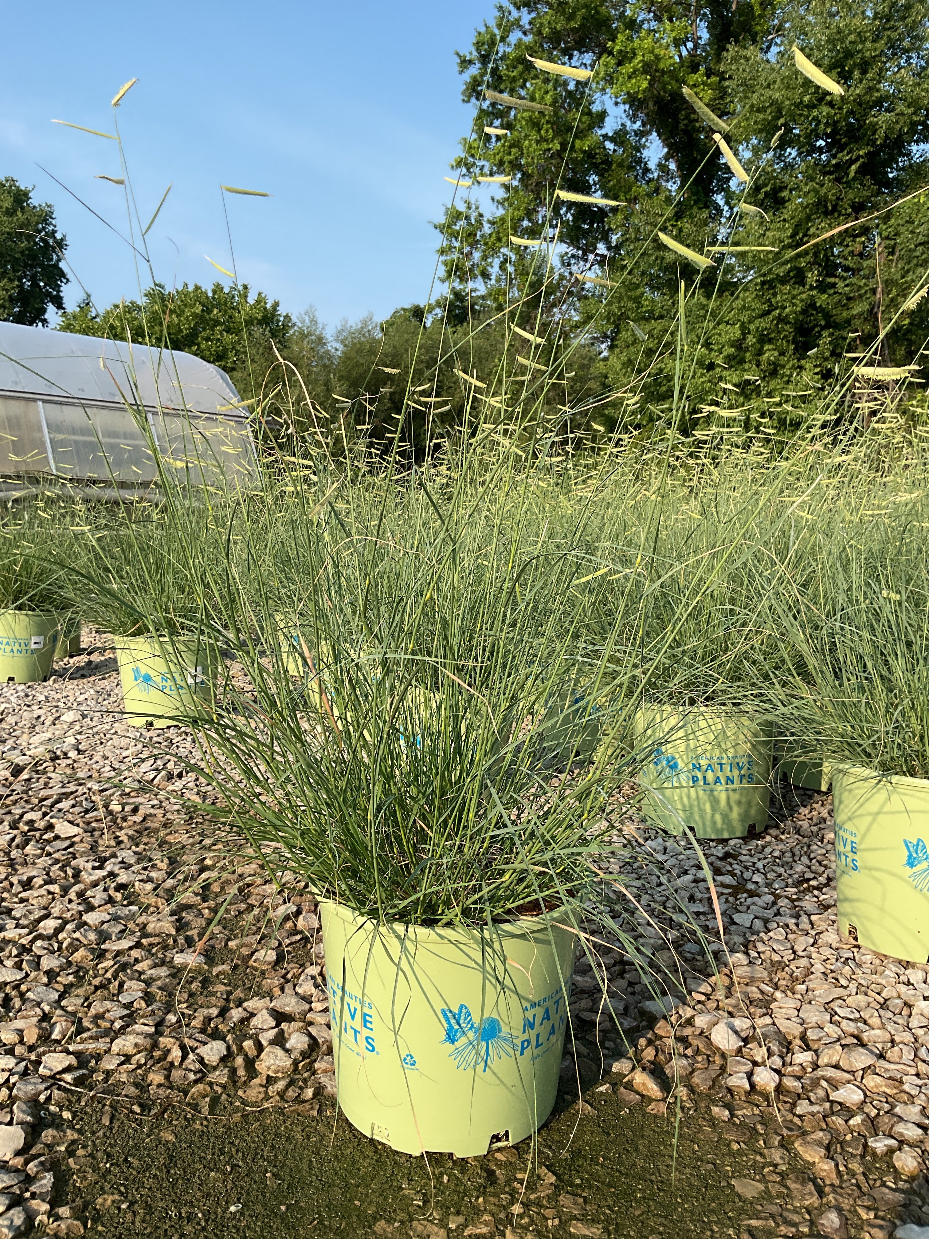 Bouteloua 'Blonde Ambition'