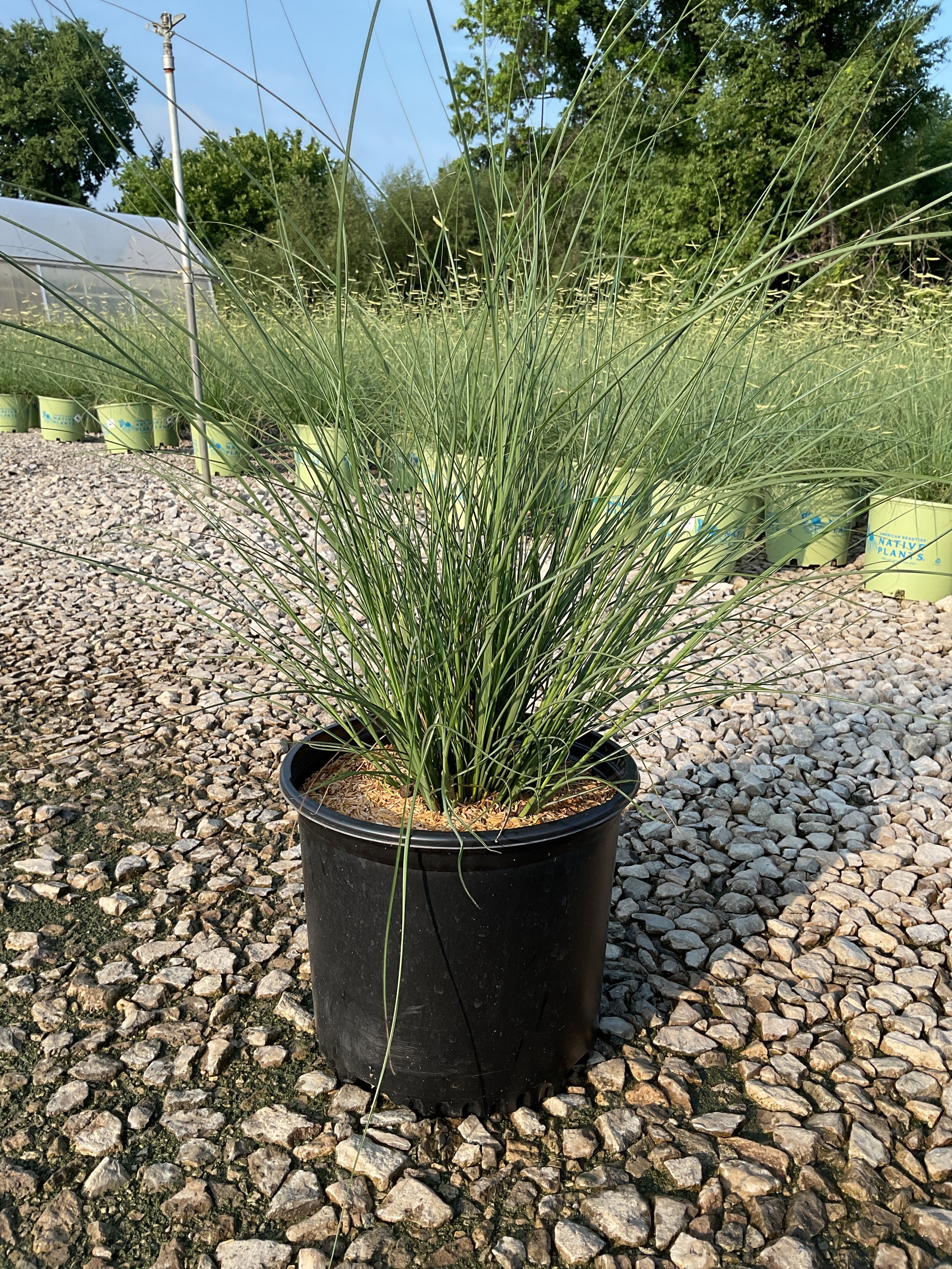 Miscanthus sinensis 'Gracillimus'