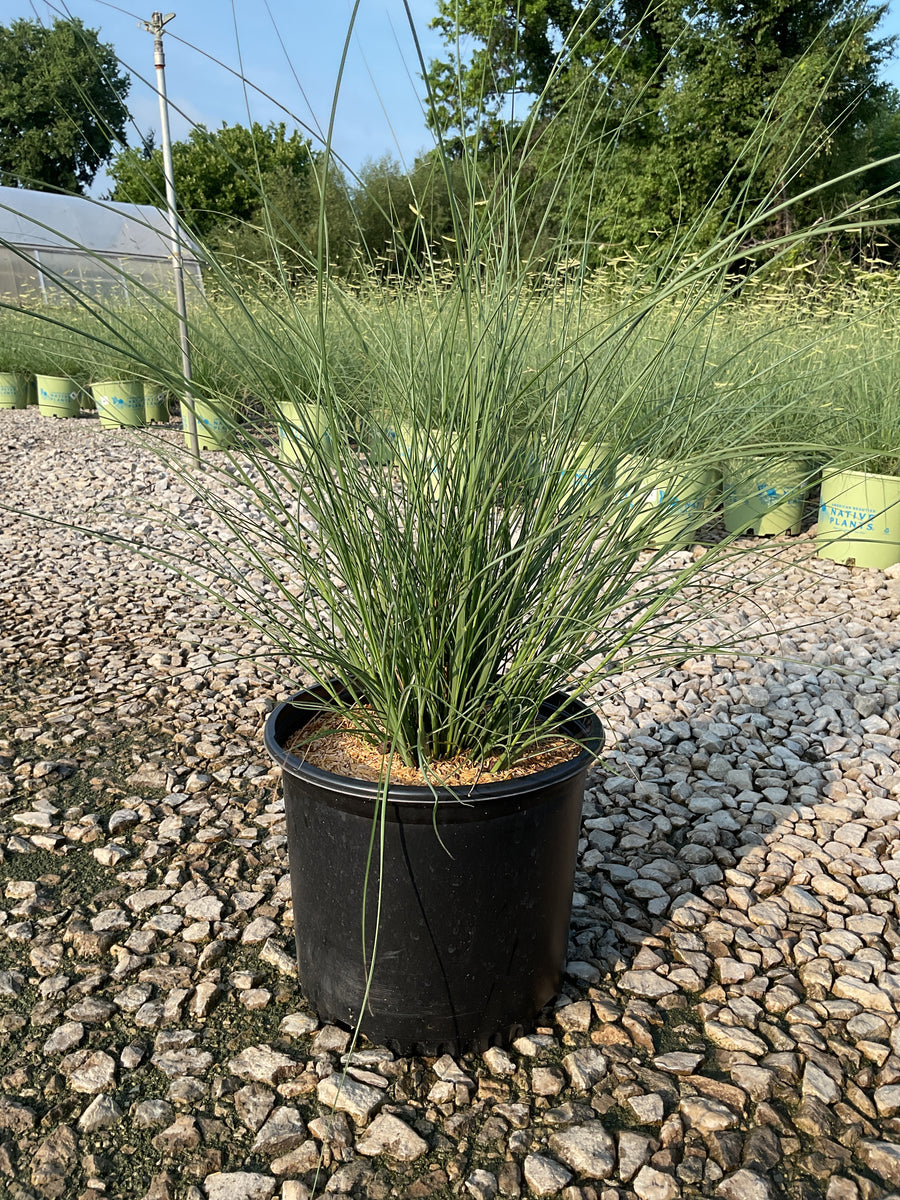 Miscanthus sinensis 'Gracillimus' â€” G3