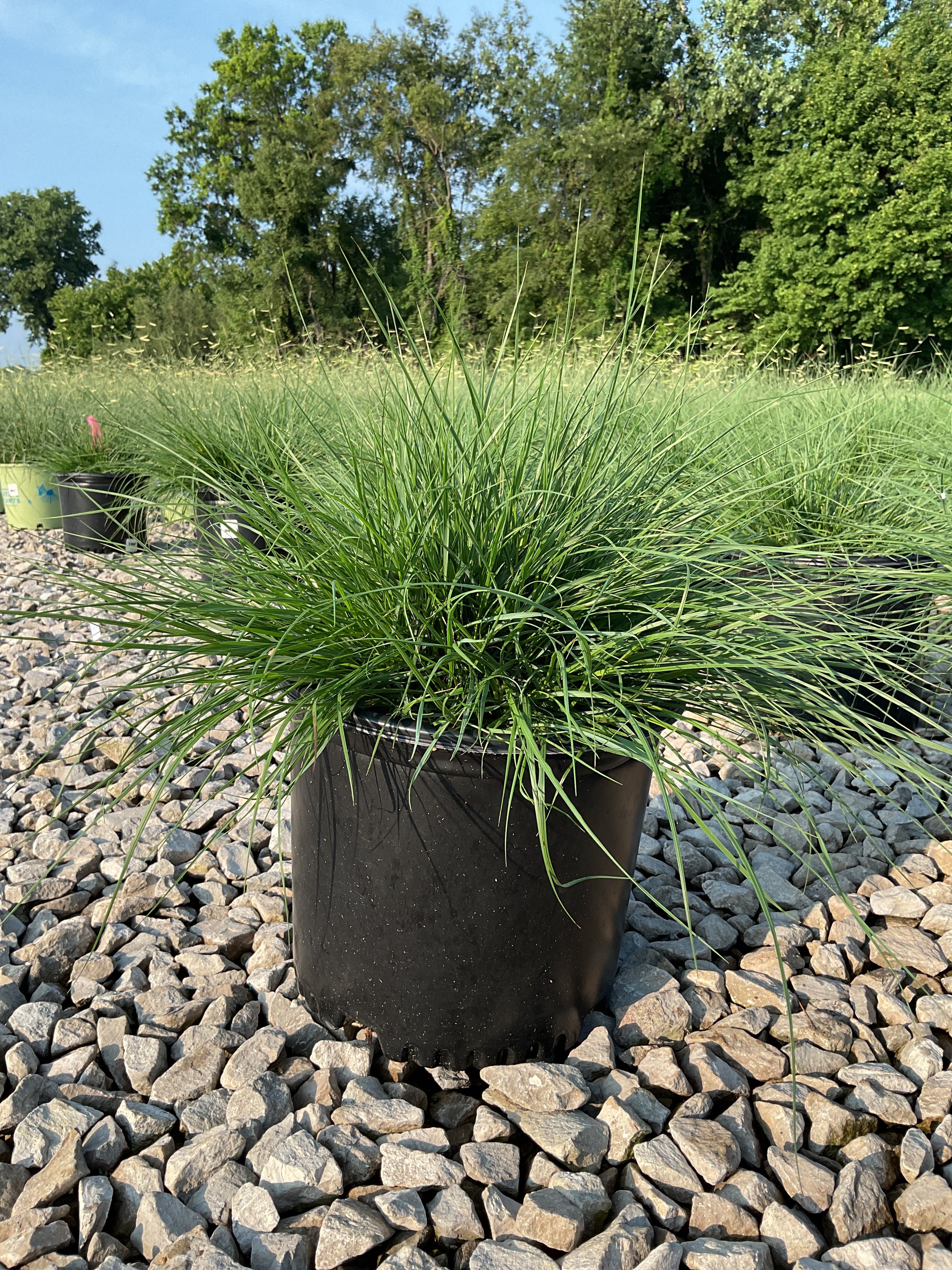 Pennisetum alopecuroides 'Hameln'