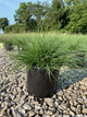 Pennisetum alopecuroides 'Hameln'