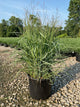 Panicum virgatum 'Shenandoah'