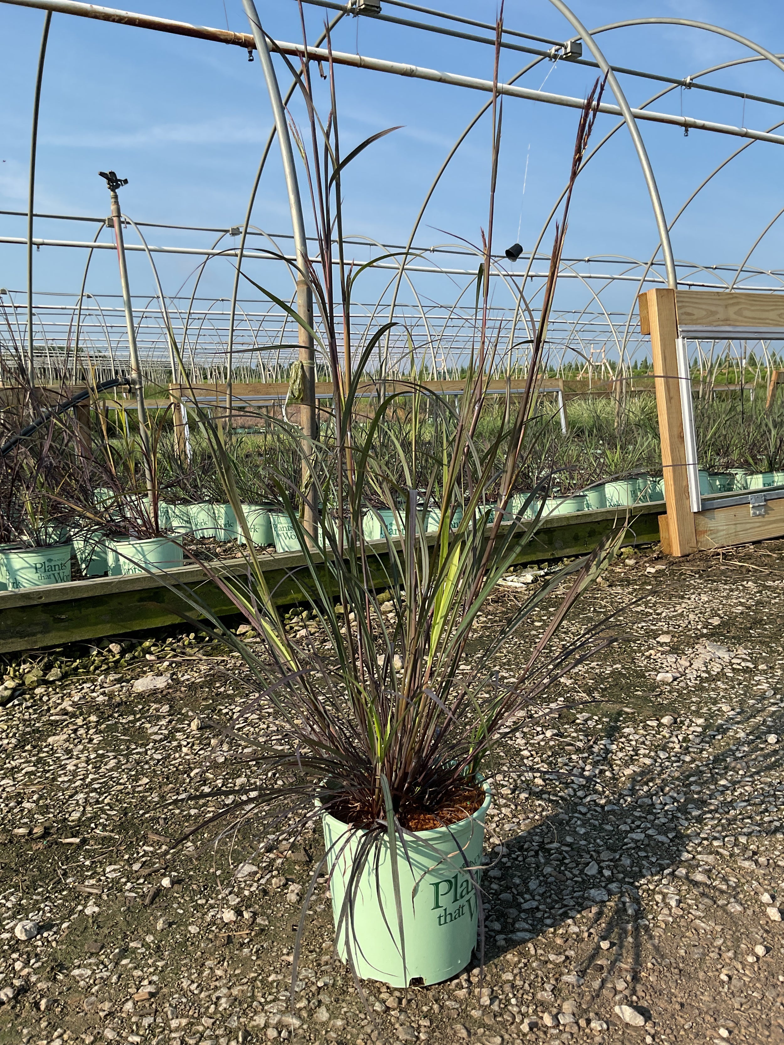 Andropogon 'And. Blackhawks'