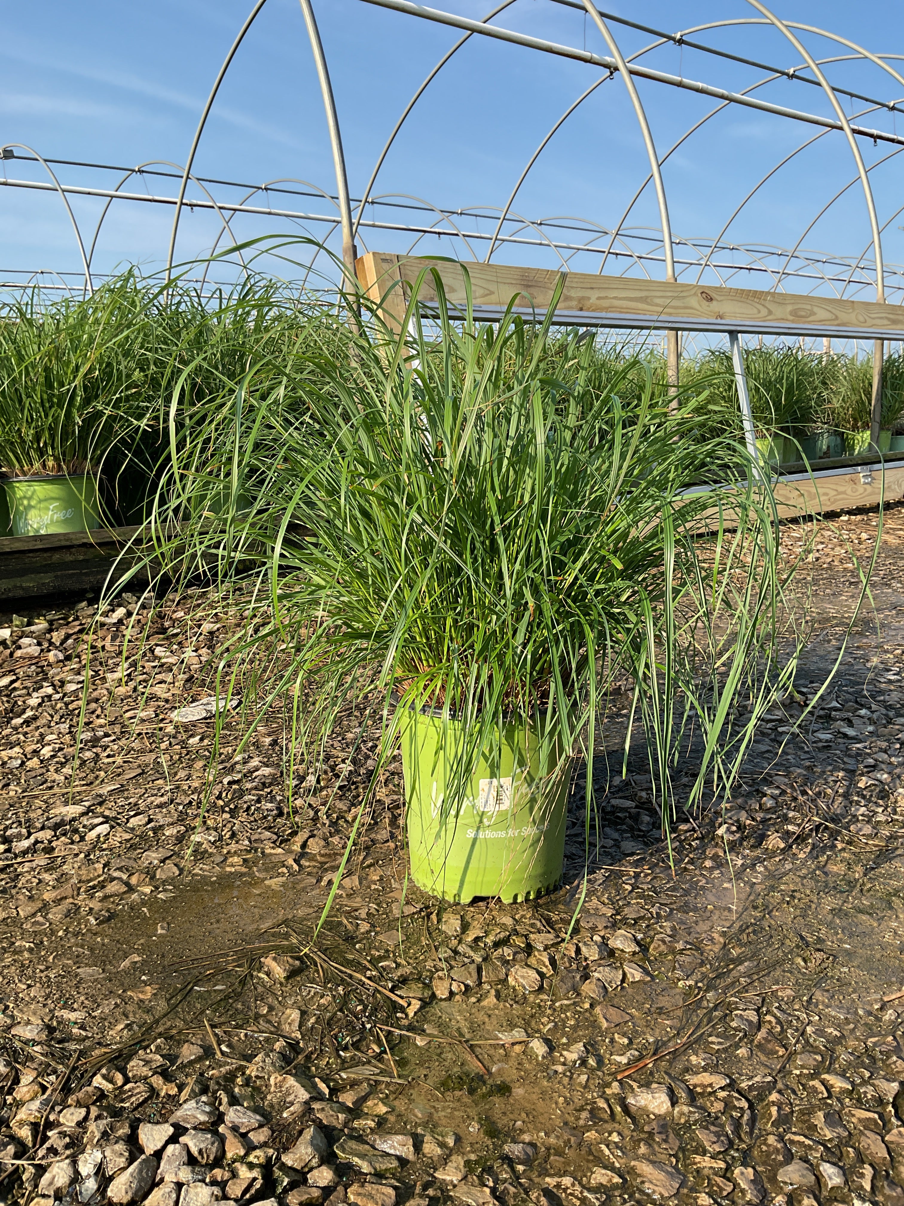 Pennisetum 'Pe. Al. Jambalaya'