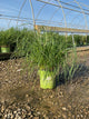 Pennisetum 'Pe. Al. Jambalaya'
