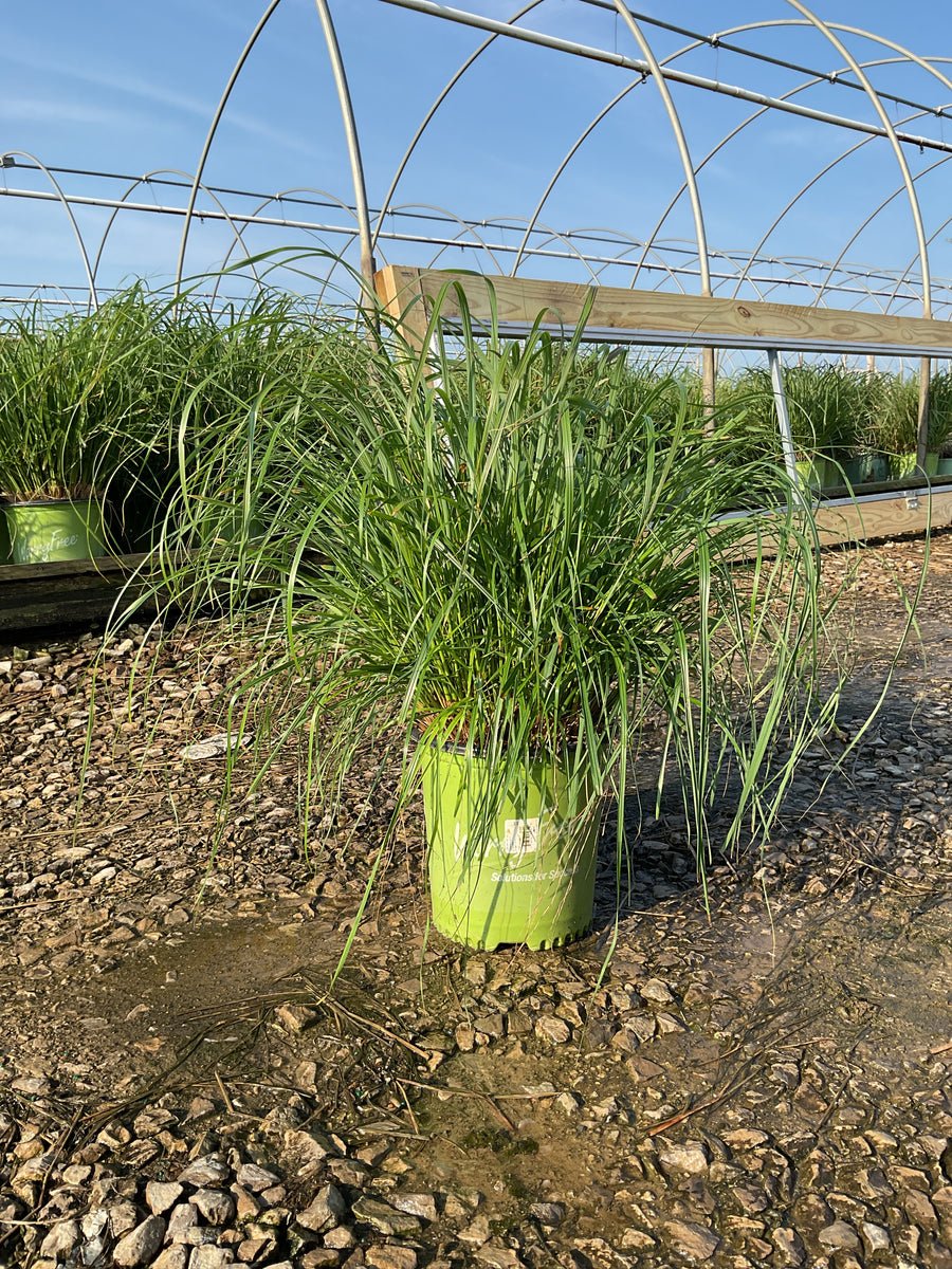 Pennisetum 'Pe. Al. Jambalaya' â€” G2