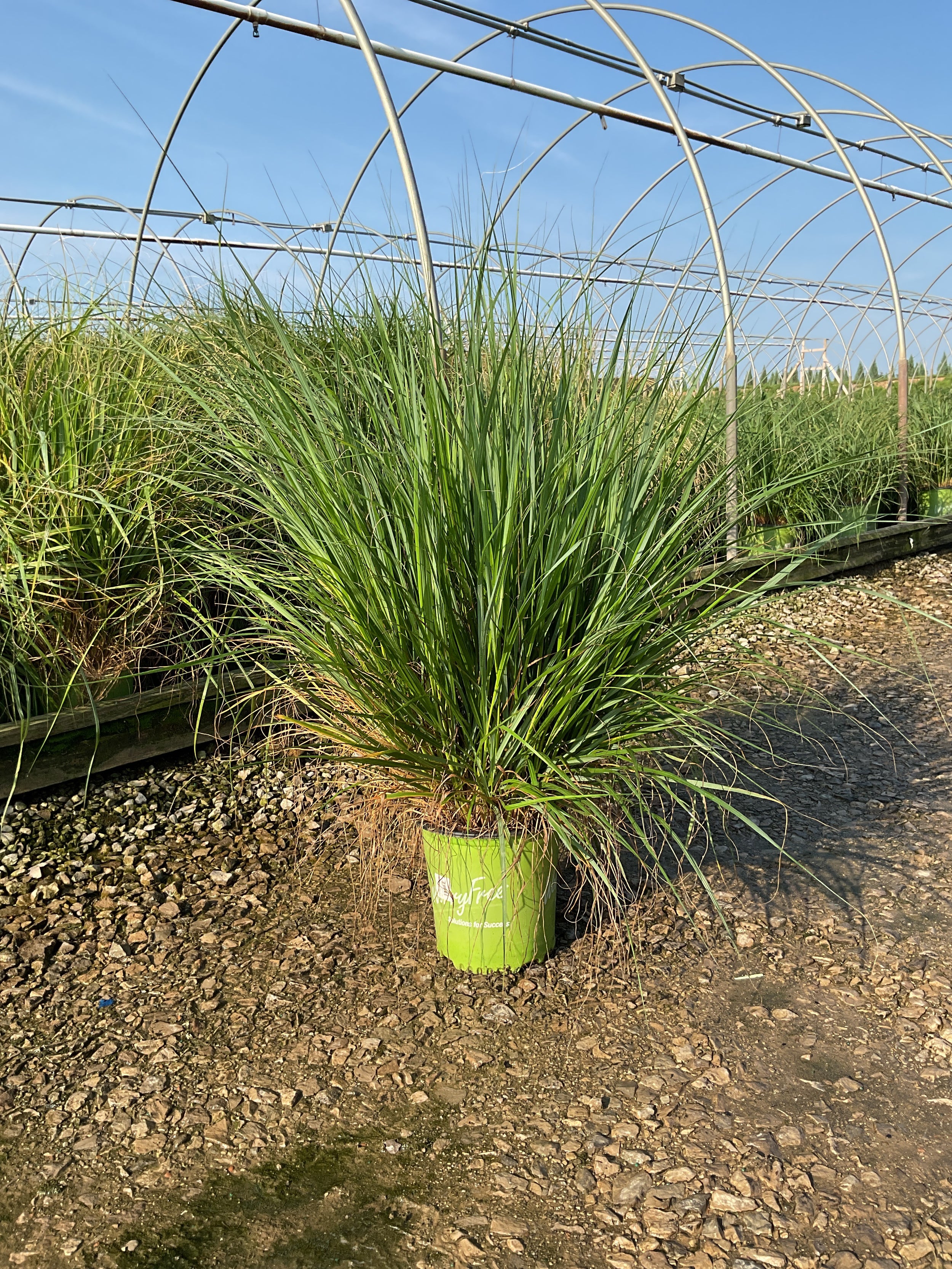 Pennisetum 'Pe. Al. Cayenne'