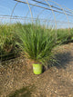 Pennisetum 'Pe. Al. Cayenne'