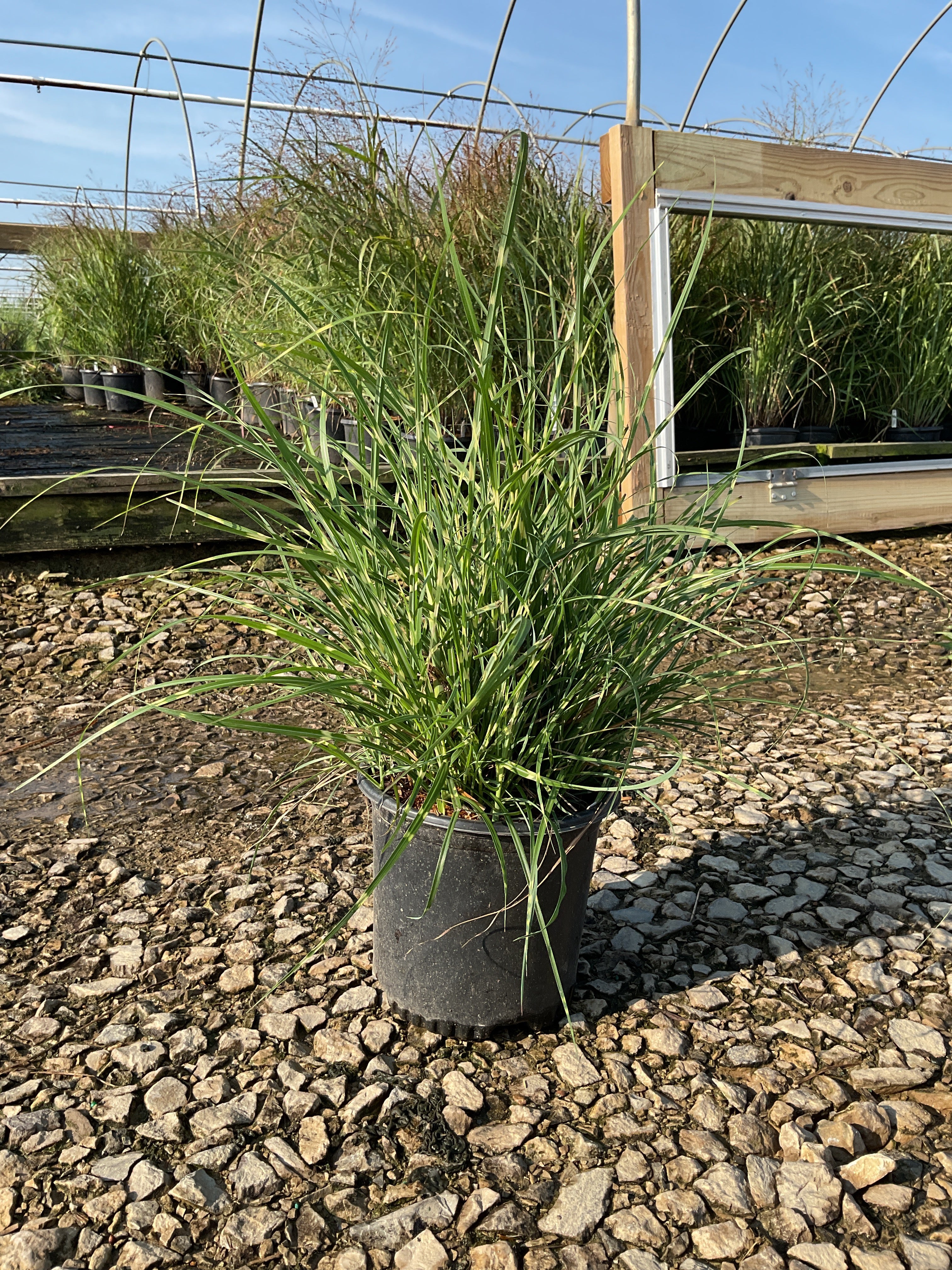 Miscanthus sinensis 'Little Nicky'