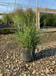 Miscanthus sinensis 'Little Nicky'
