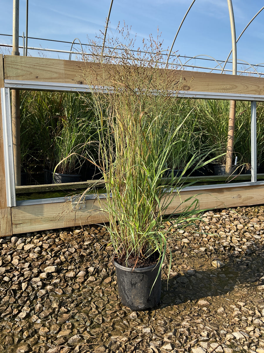 Panicum virgatum 'Shenandoah' â€” 19CM/G1
