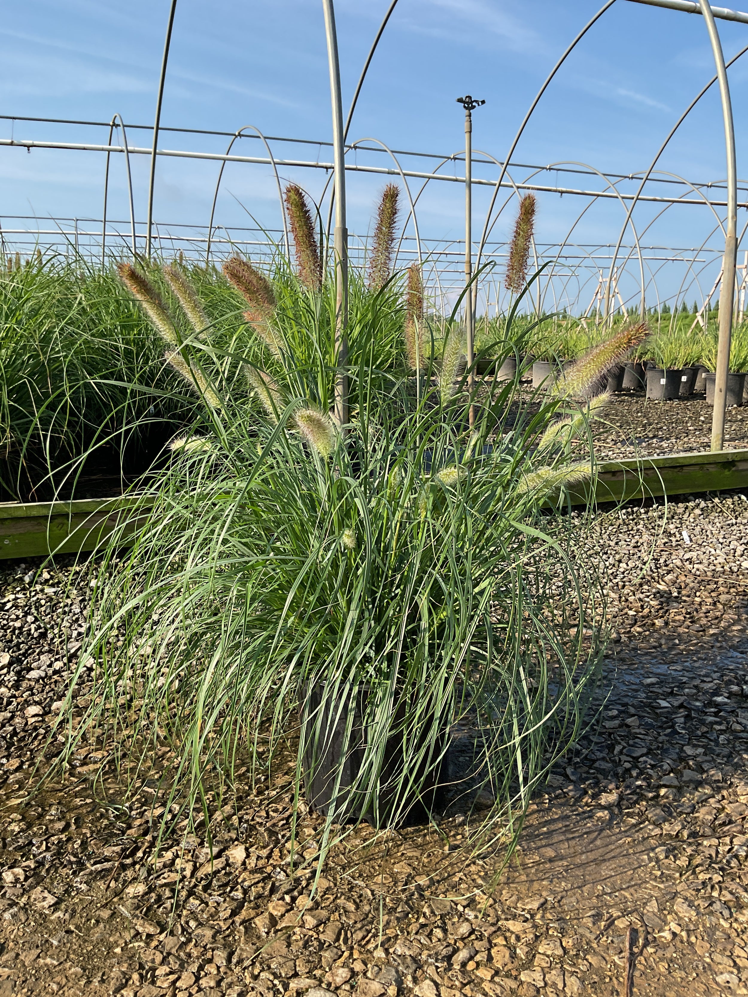 Pennisetum alopecuroides 'Red Head'