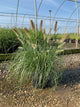 Pennisetum alopecuroides 'Red Head'