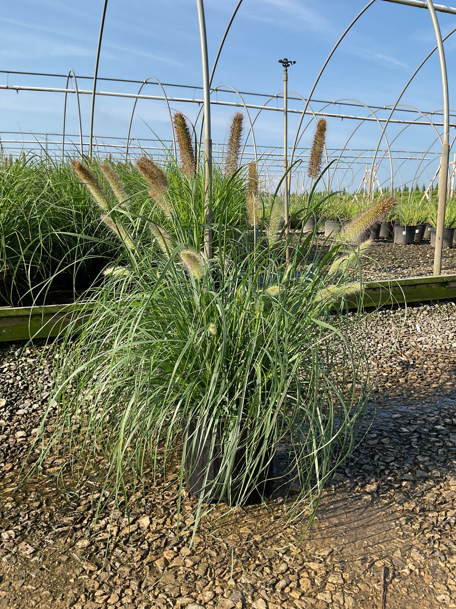 Pennisetum alopecuroides 'Red Head' â€” G3