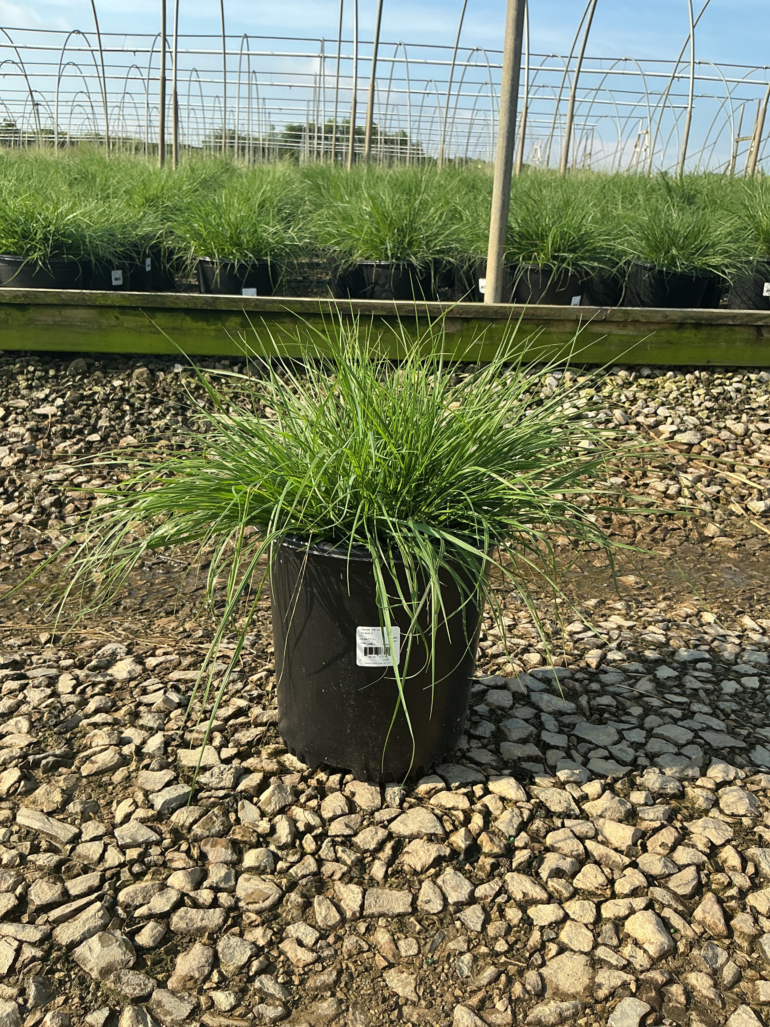 Pennisetum alopecuroides 'Hameln'