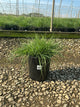 Pennisetum alopecuroides 'Hameln'