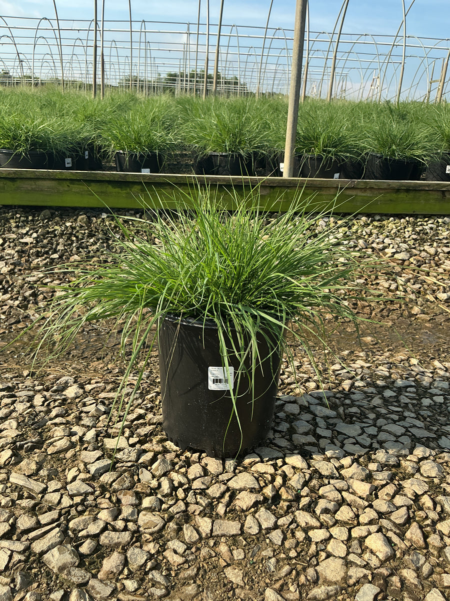 Pennisetum alopecuroides 'Hameln' â€” G2