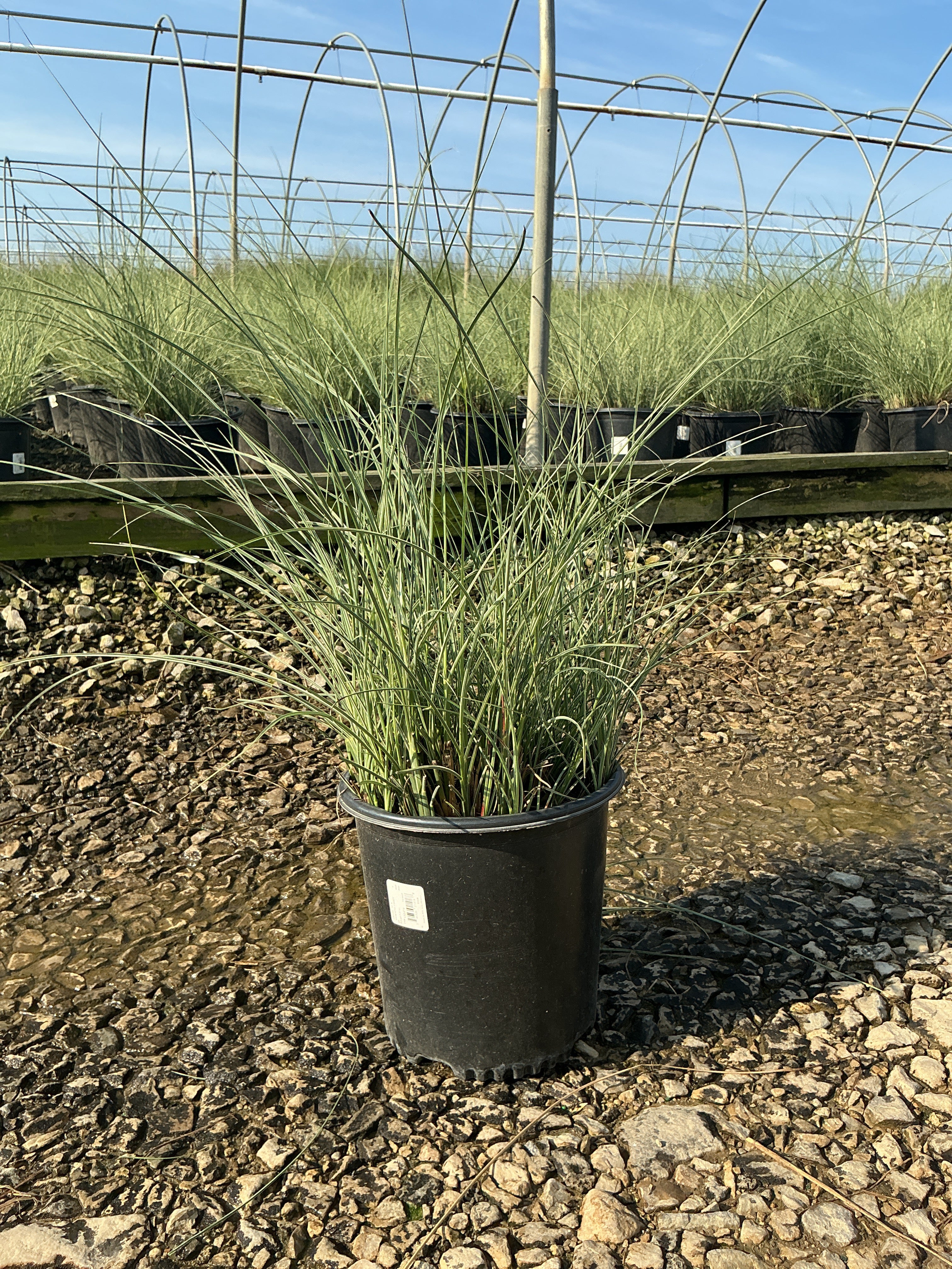 Miscanthus sinensis 'Morning Light'