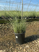 Miscanthus sinensis 'Morning Light'