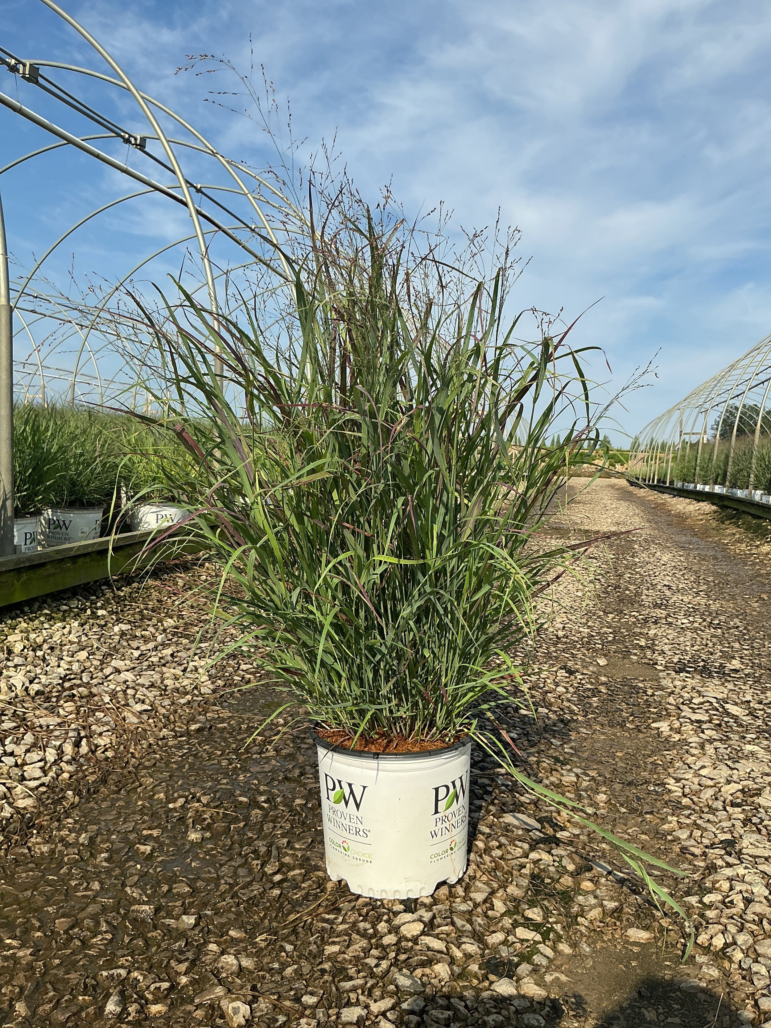 Panicum virgatum 'Cheyenne Sky'