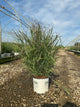 Panicum virgatum 'Cheyenne Sky'