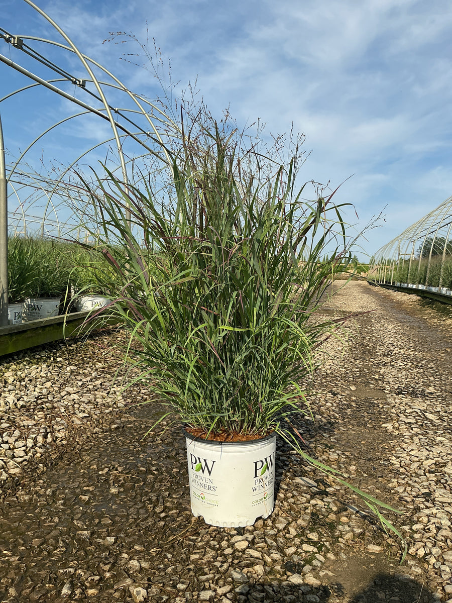 Panicum virgatum 'Cheyenne Sky' â€” G3 PW