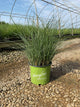 Miscanthus 'M. S. Scout'