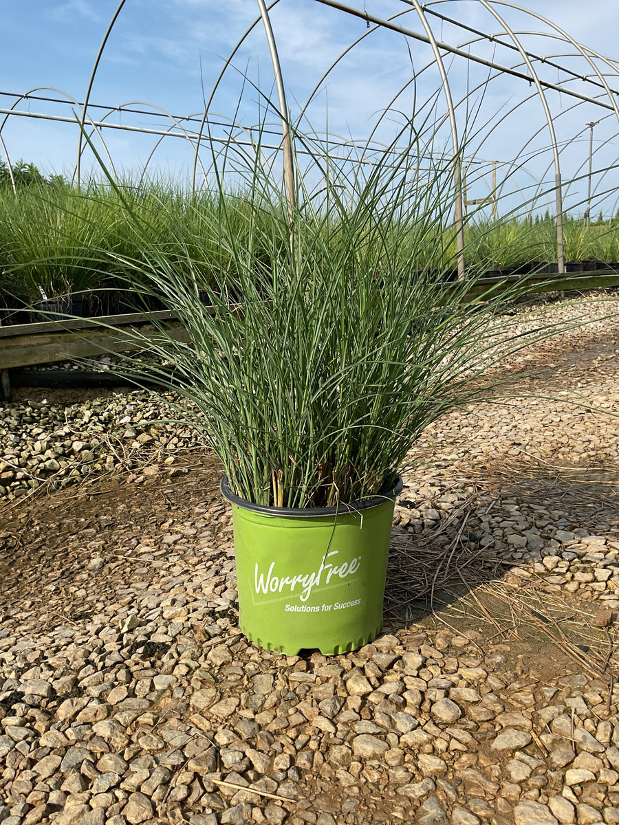 Miscanthus 'M. S. Scout' â€” G3 WF