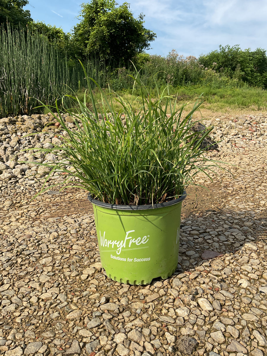 Miscanthus 'M. S. Bandwidth' â€” G3 WF