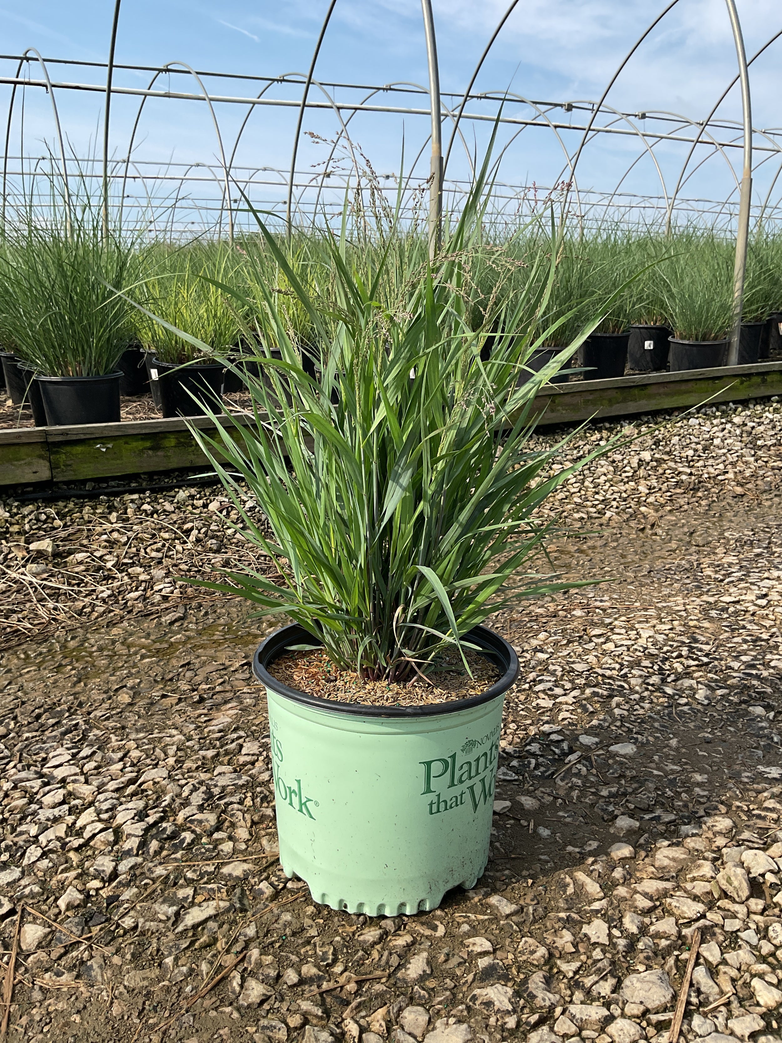 Panicum virgatum ‘Dream Catcher Smoky Rose’