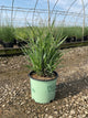 Panicum virgatum ‘Dream Catcher Smoky Rose’