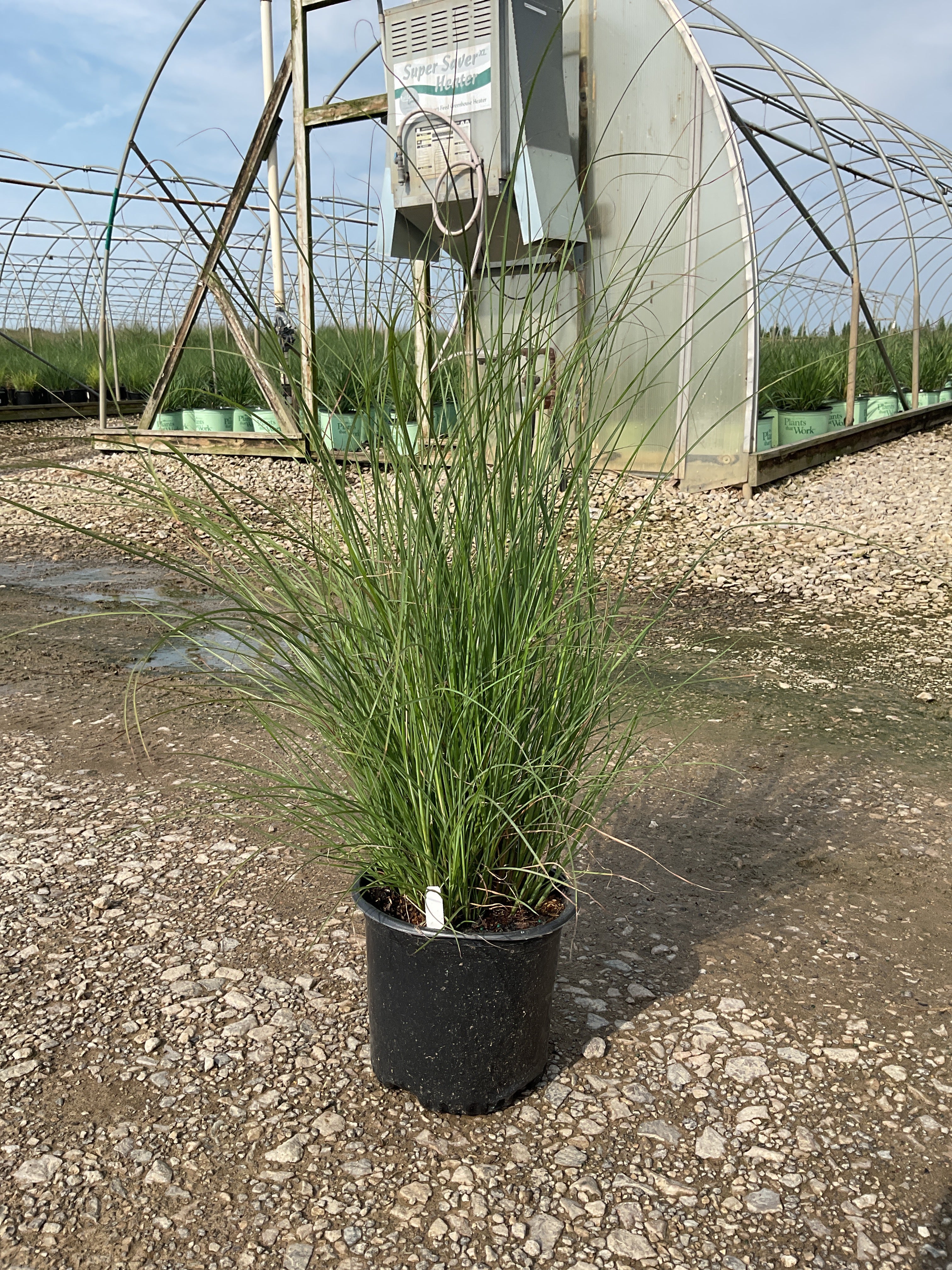 Miscanthus sinensis 'Gracillimus'