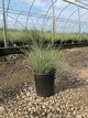 Miscanthus sinensis 'Morning Light'
