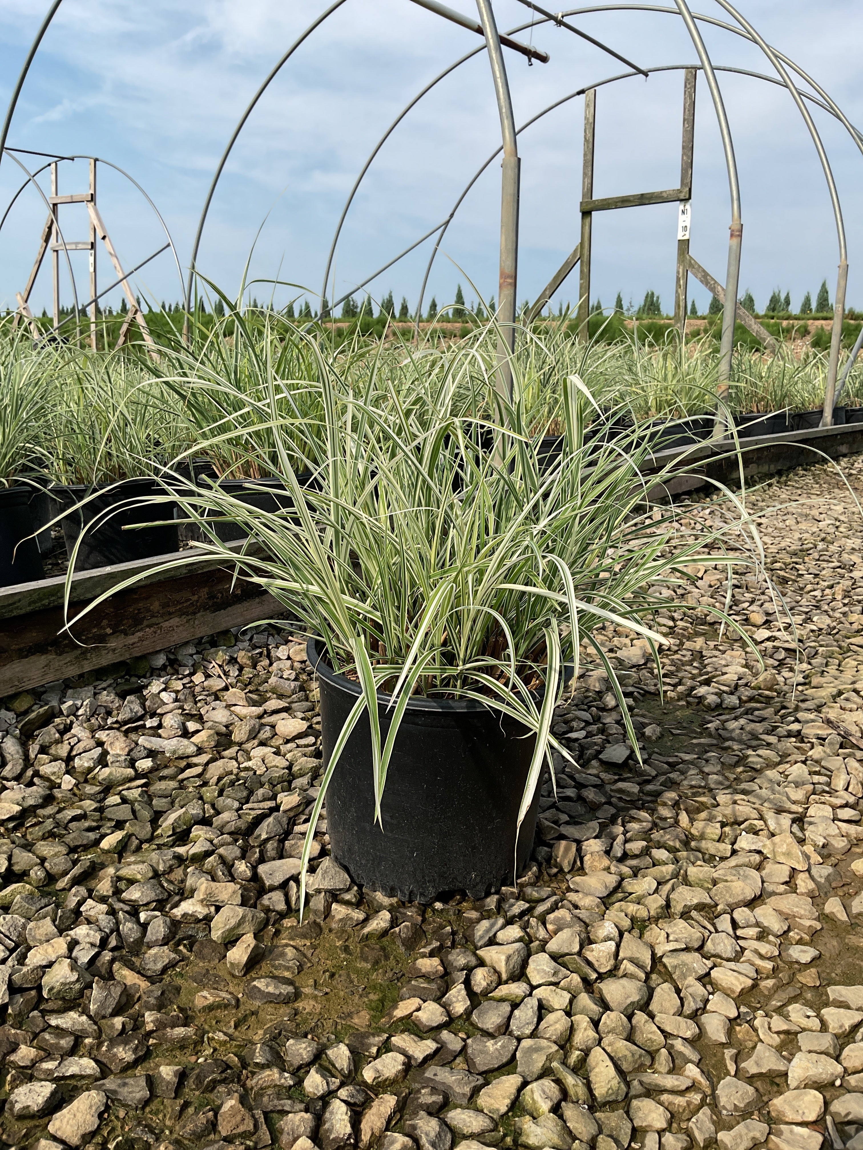 Miscanthus sinensis 'Rigoletto'