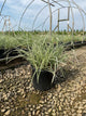 Miscanthus sinensis 'Rigoletto'