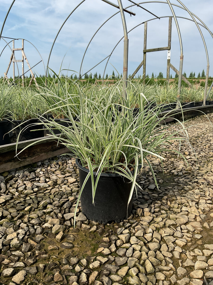 Miscanthus sinensis 'Rigoletto' â€” G3