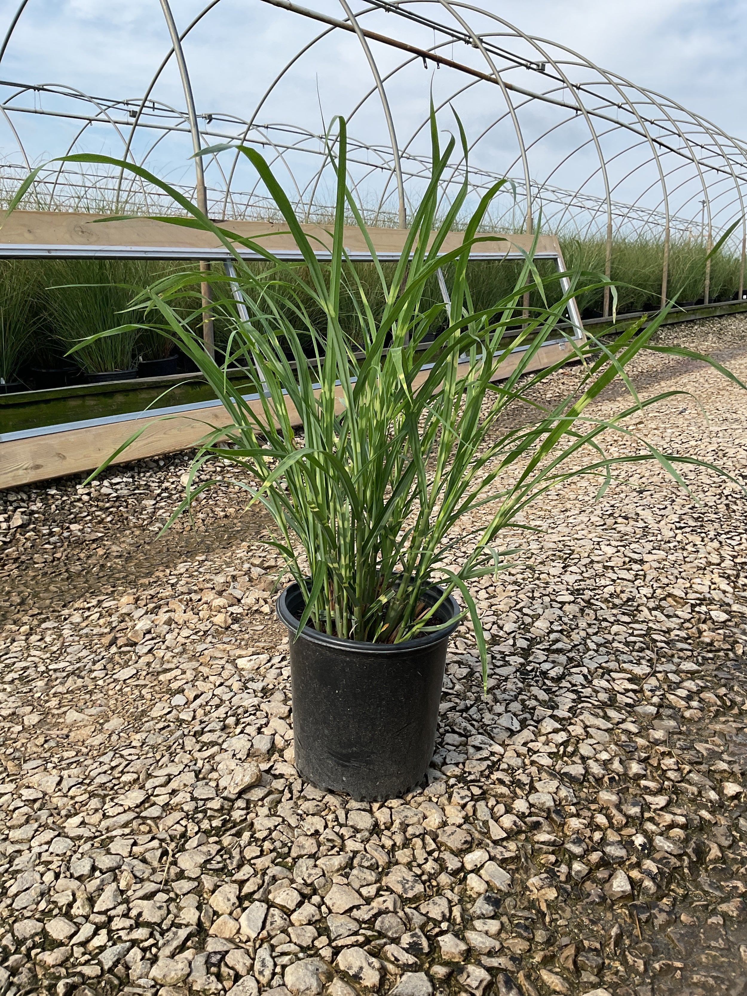 Miscanthus sinensis 'Variegata'