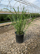 Miscanthus sinensis 'Variegata'